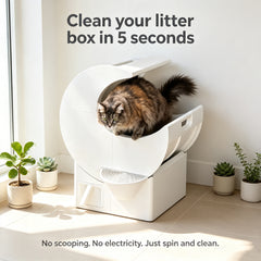 Best-Selling and Top-Rated Cat Litter Boxes for 2026